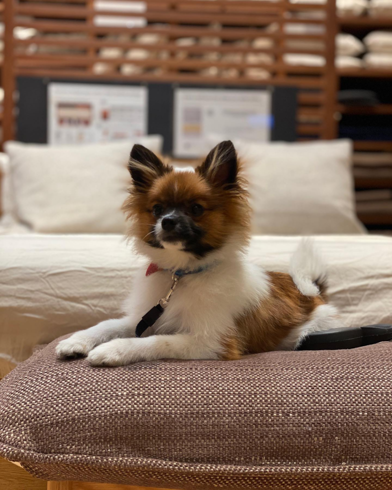 Pomeranian Being Cute