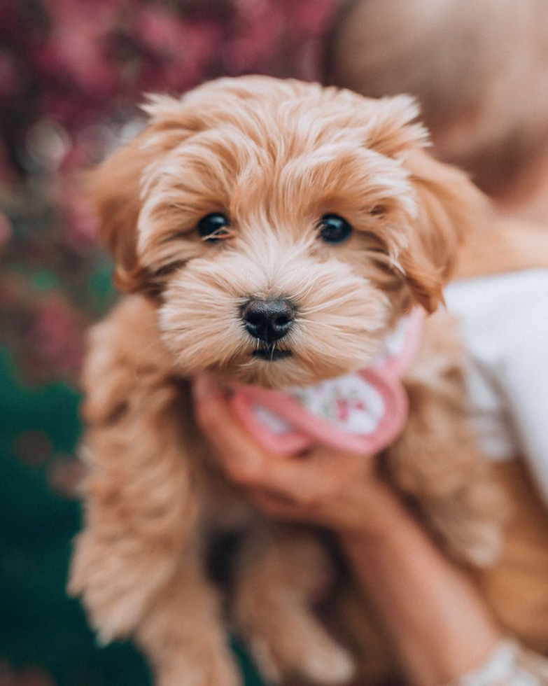 Friendly Maltipoo Pup in Overland Park KS