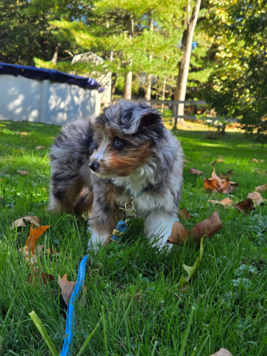 Mini Aussiedoodle