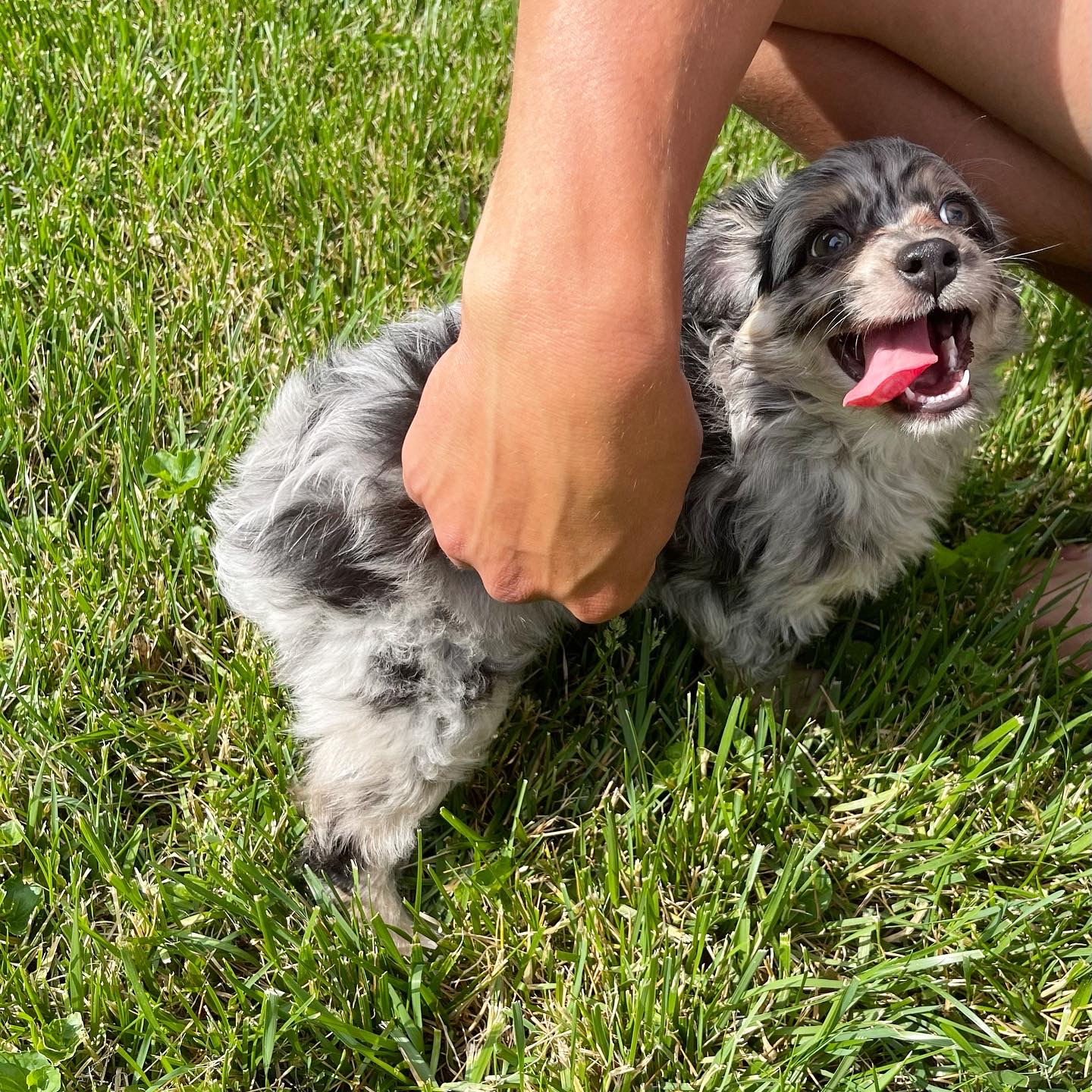 Sweet Mini Aussiedoodle Baby