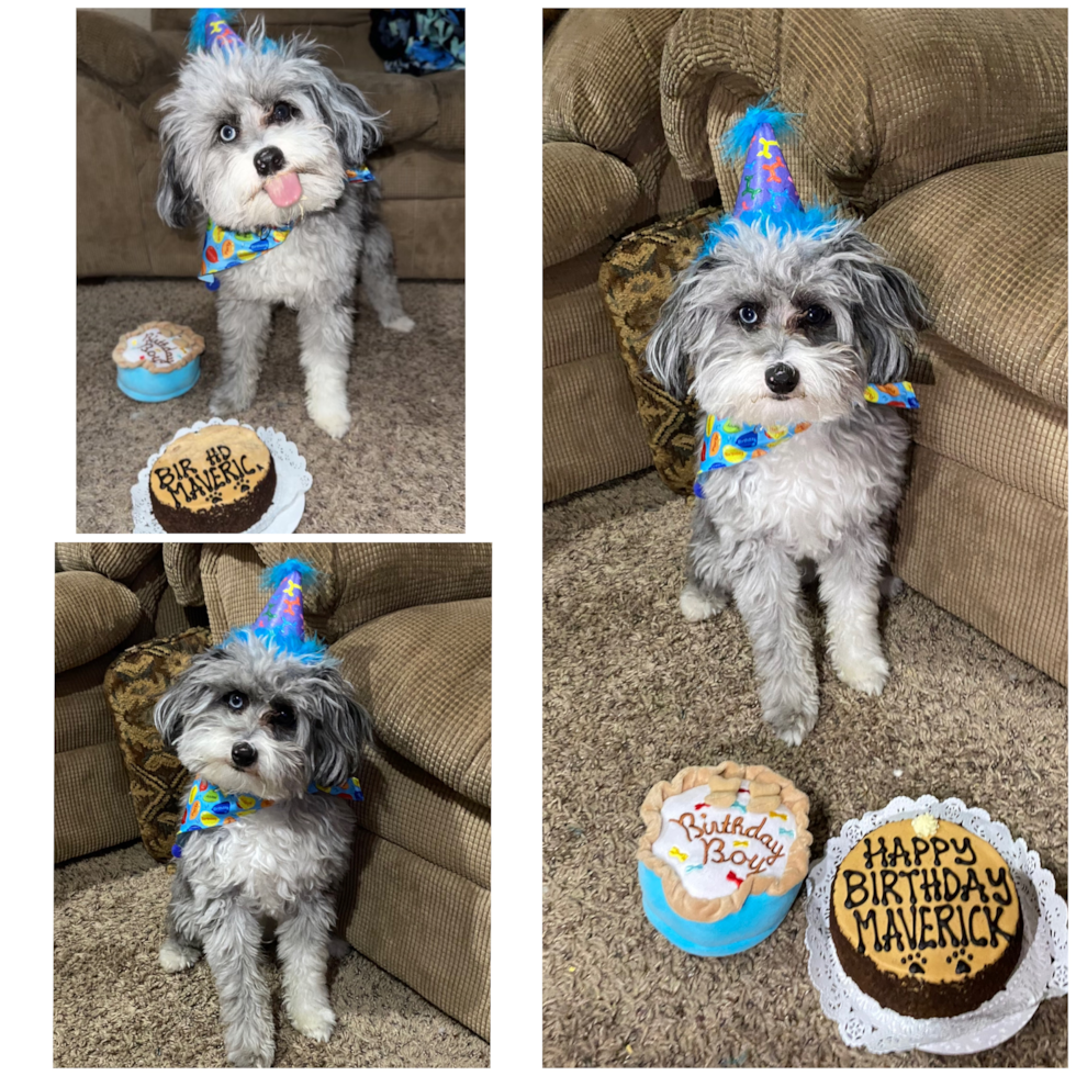 Playful Aussiepoo Poodle Mix Pup