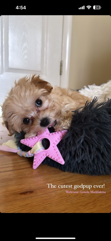 Small Maltipoo Pup in