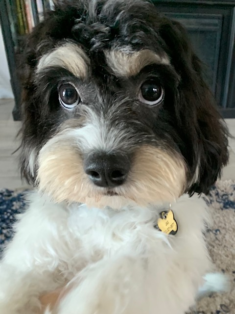 Small Cavachon Baby