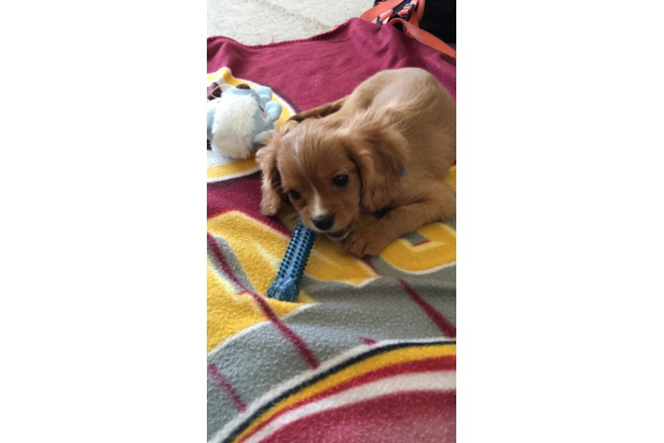 Petite Cavalier King Charles Spaniel Purebred Puppy