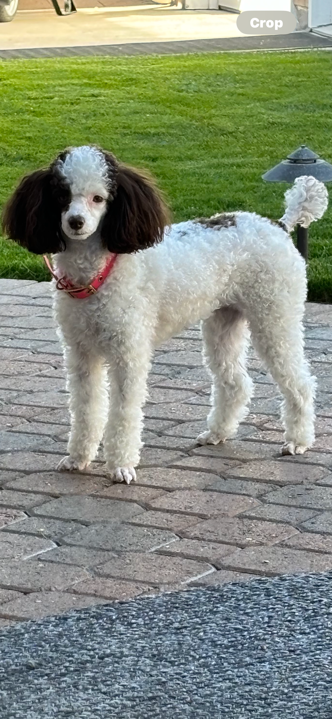 Poodle Puppy for Adoption