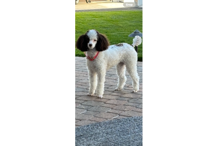 Poodle Puppy for Adoption