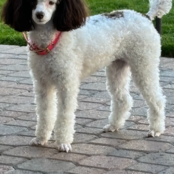 Popular Poodle Purebred Pup