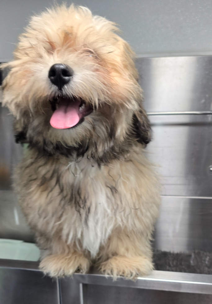 Fluffy Teddy Bear Designer Pup