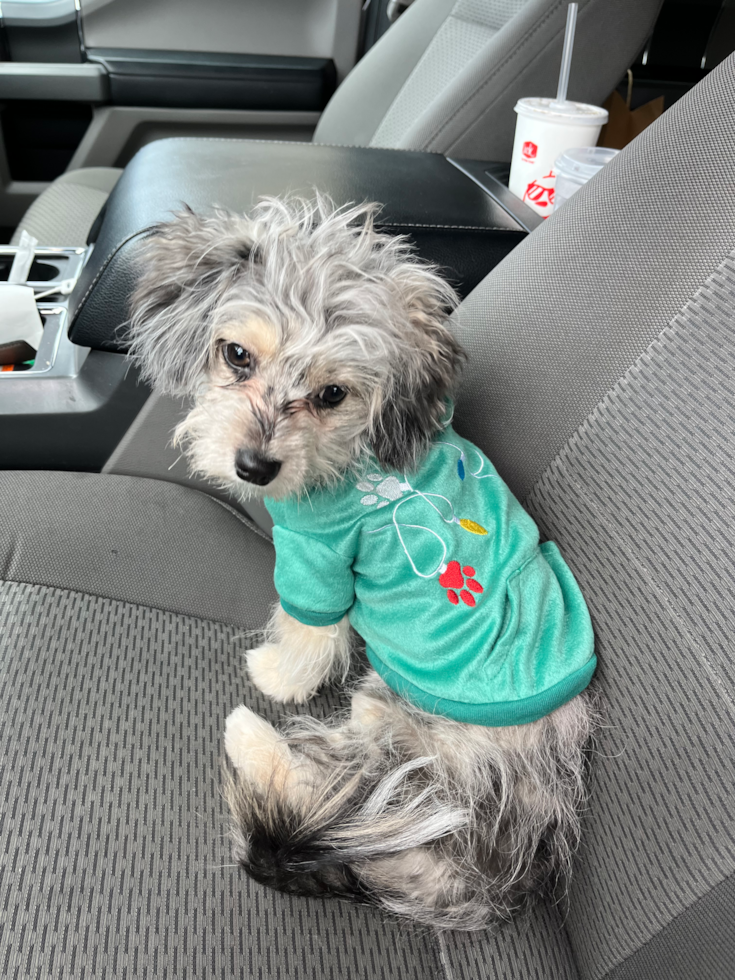 Smart Aussiechon Designer Pup