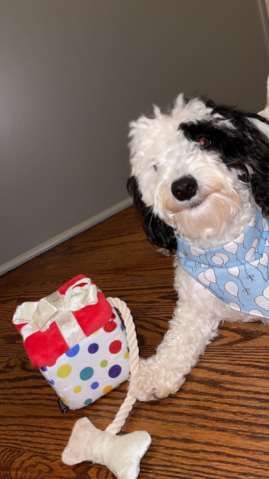Friendly Mini Aussiedoodle Pup in