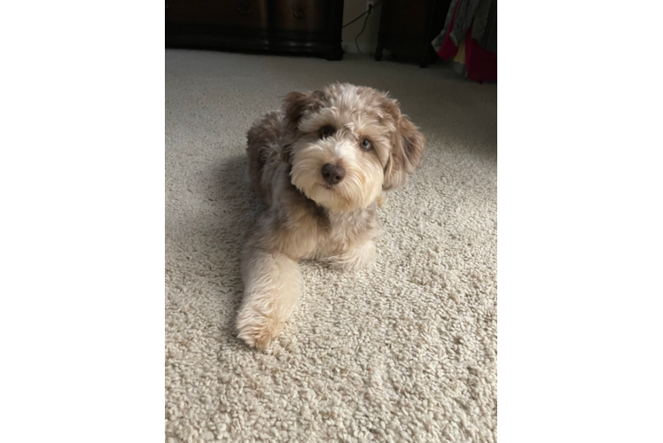 Mini Aussiedoodle Puppy for Adoption