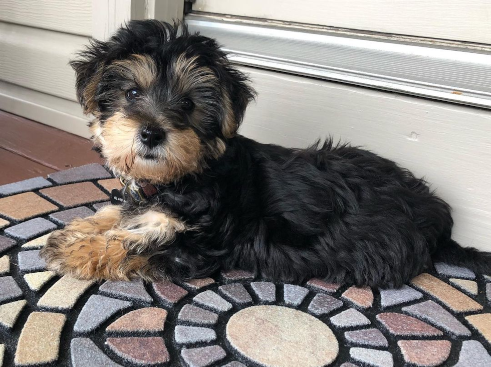 Happy Yorkie Chon Pup in Holland OH
