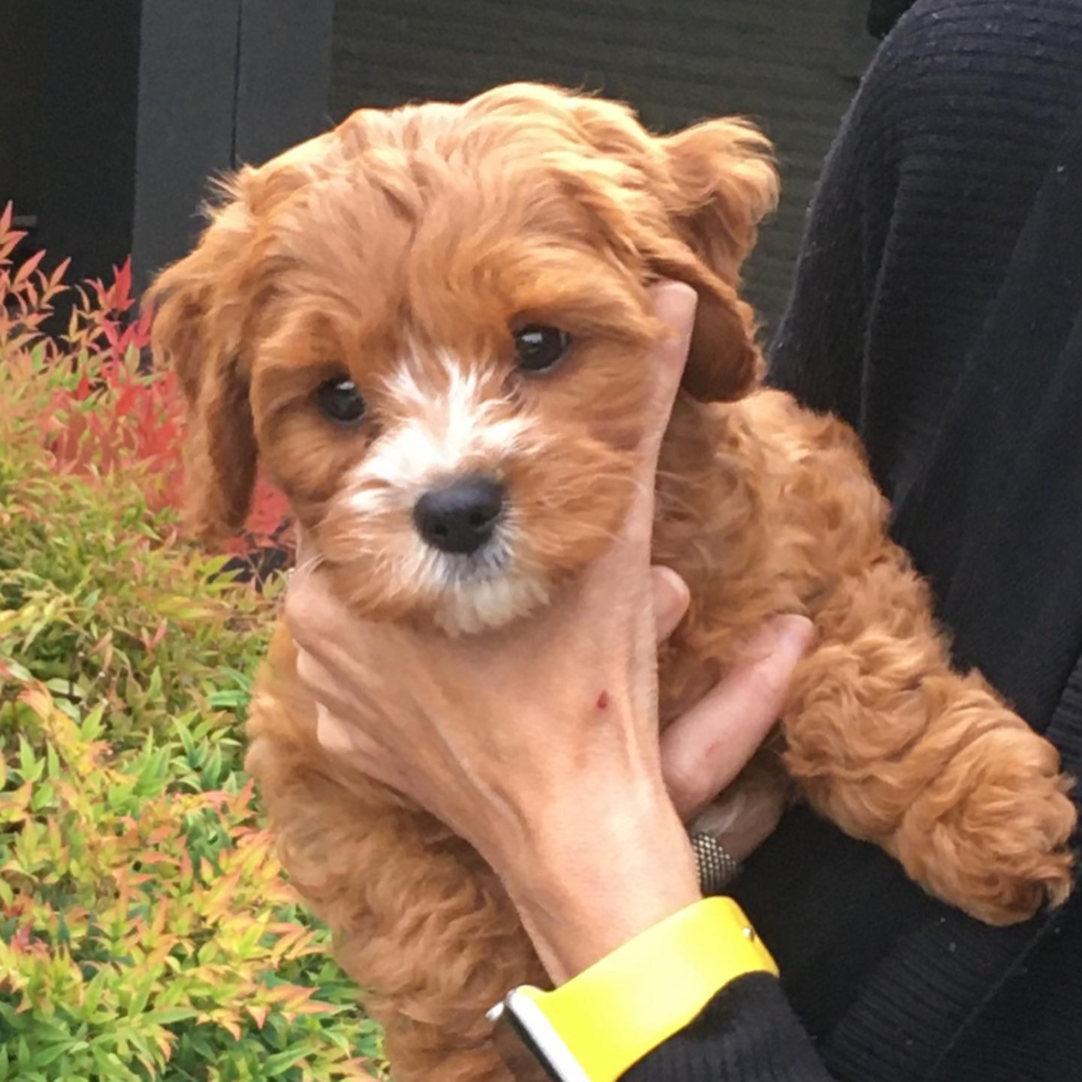Little Cavoodle Poodle Mix Pup