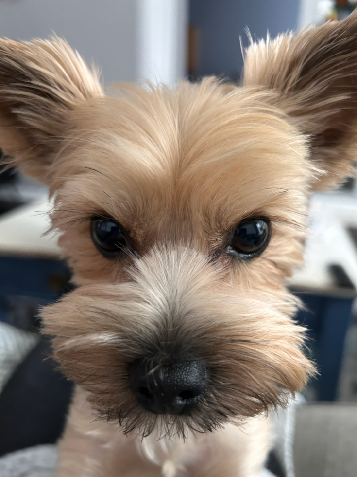Yorkshire Terrier Being Cute