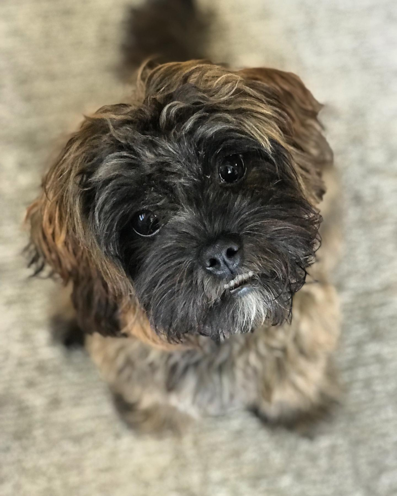 Smart Shih Poo Poodle Mix Pup