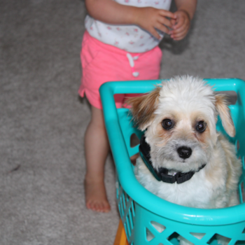 Happy Aussiechon Pup