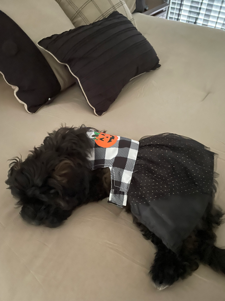 Adorable Shihpoo Poodle Mix Pup