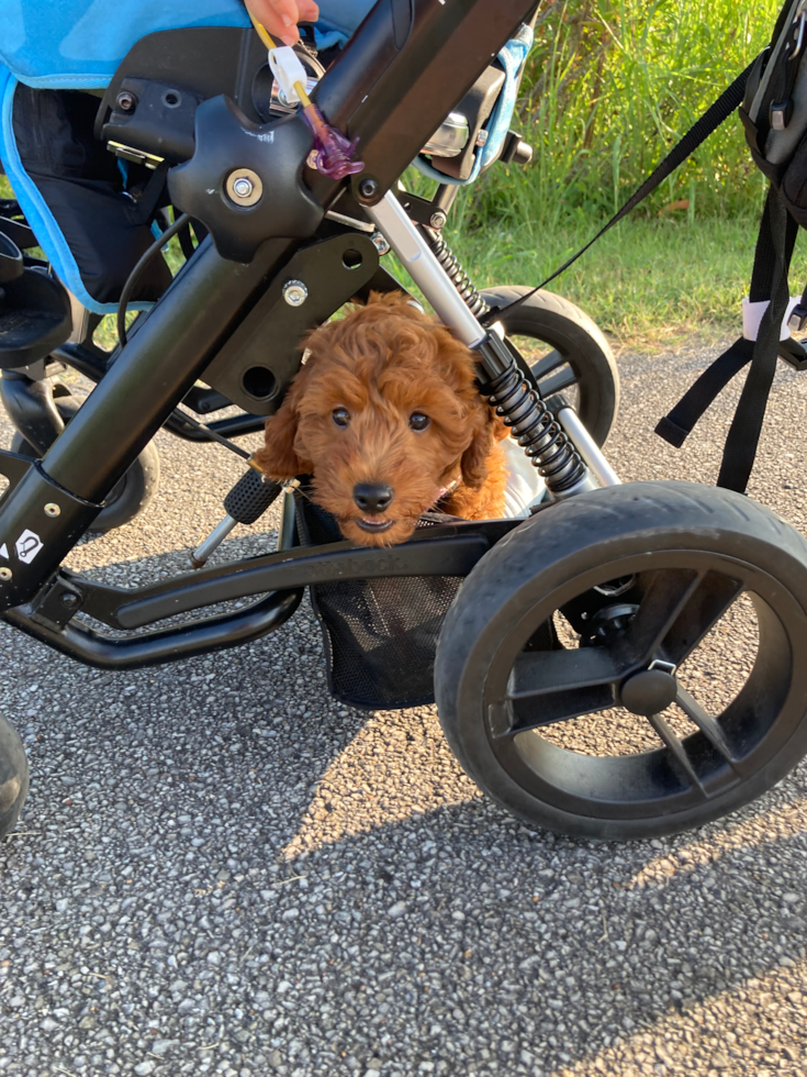 Happy Mini Goldendoodle Pup in