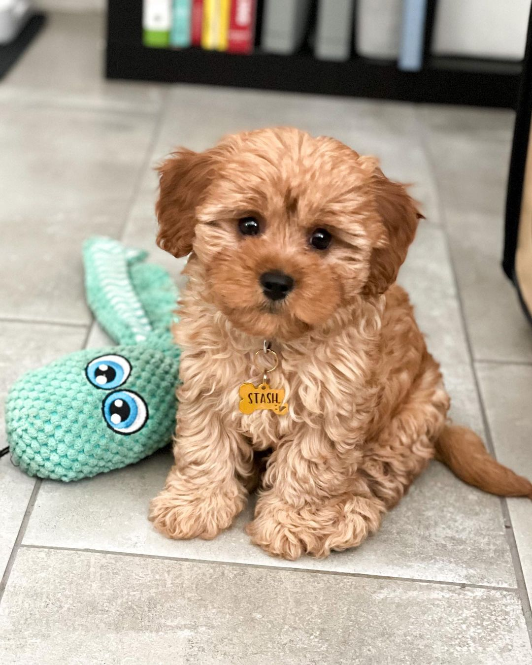 Sweet Cavapoo Baby