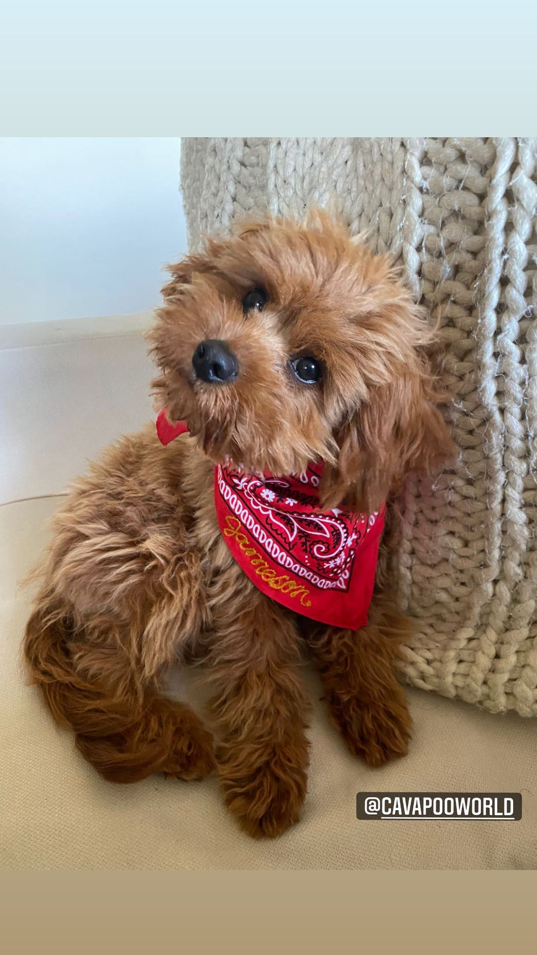 Sweet Cavapoo Baby