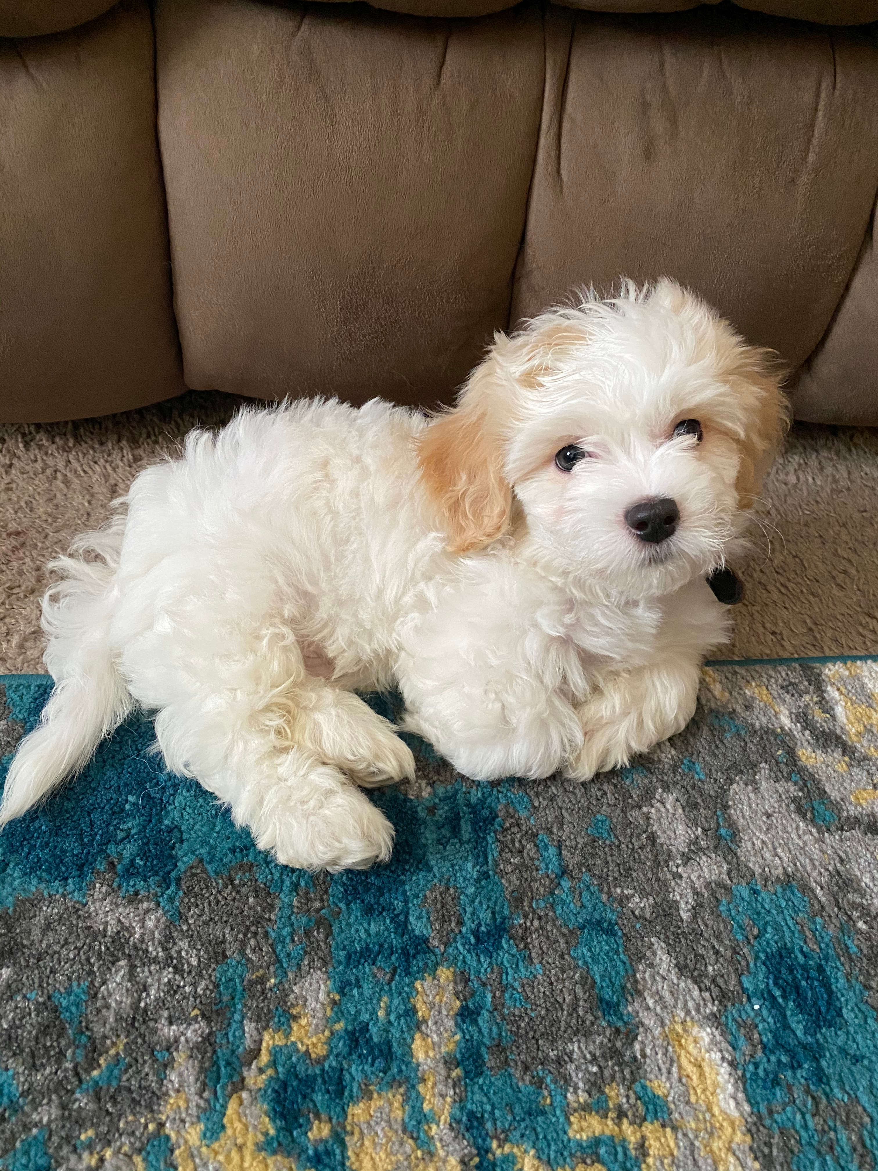 Teddy Bear Puppy for Adoption