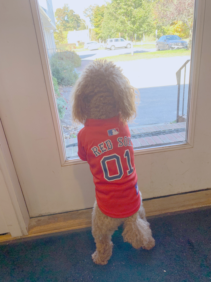 Hypoallergenic Poodle Pup