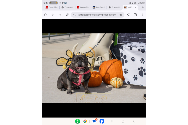 Best French Bulldog Baby