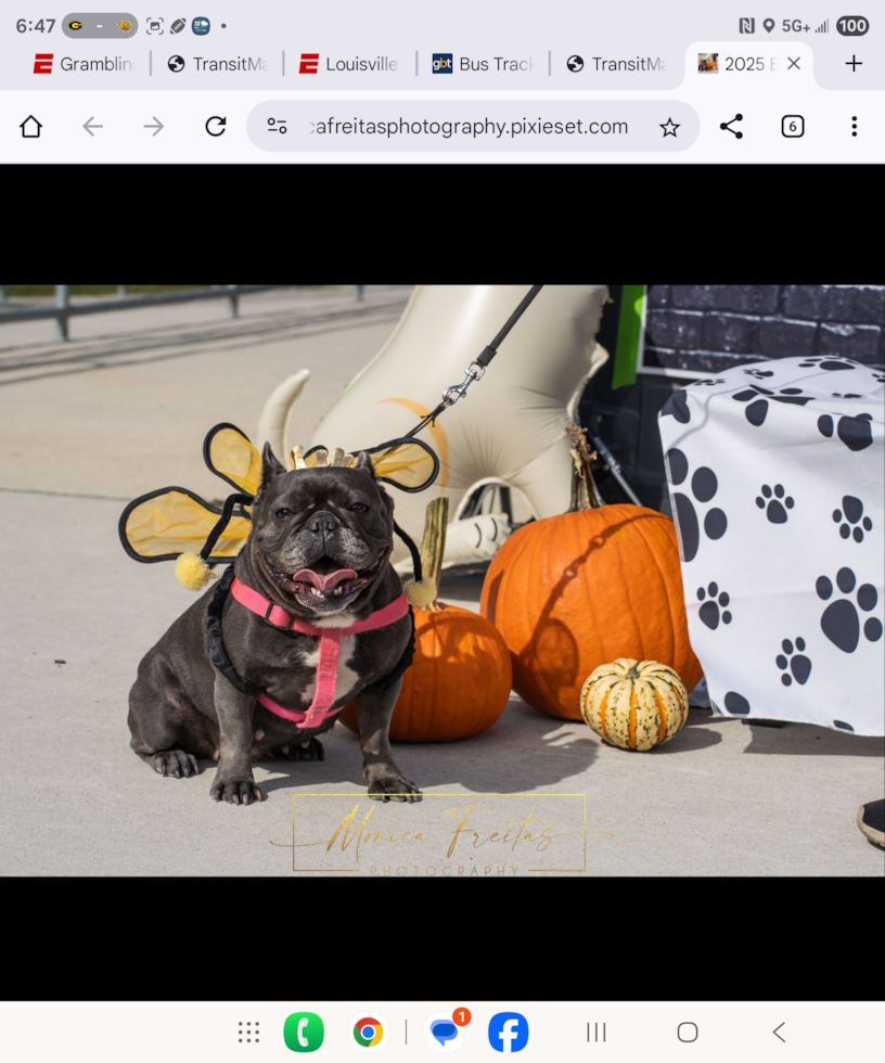 French Bulldog Being Cute