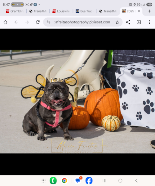 French Bulldog Being Cute