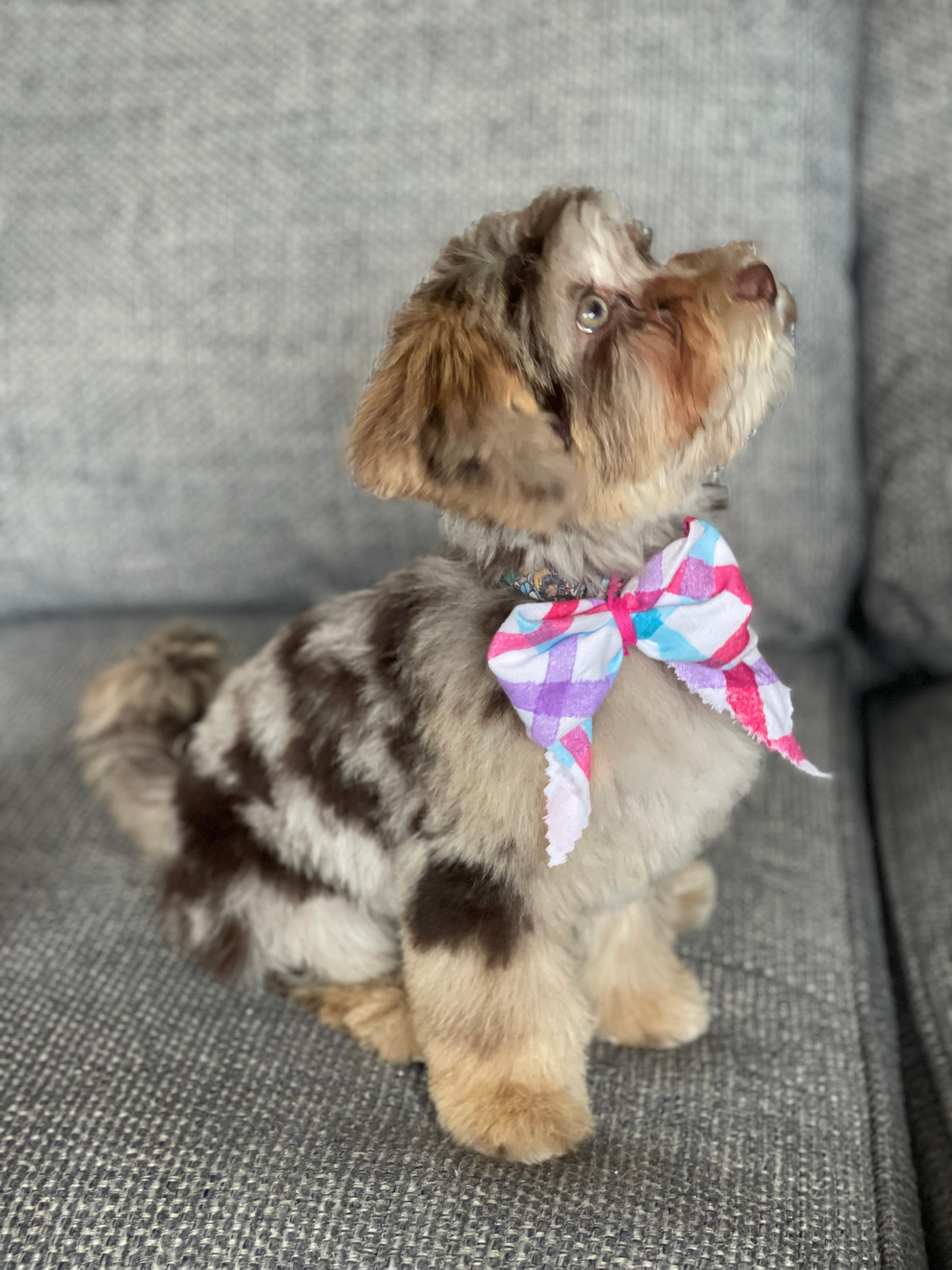 Cute Havapoo Baby