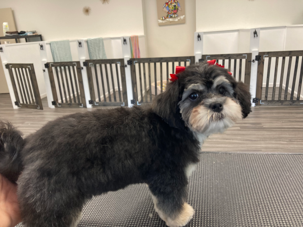 Fluffy Shih Poo Poodle Mix Pup