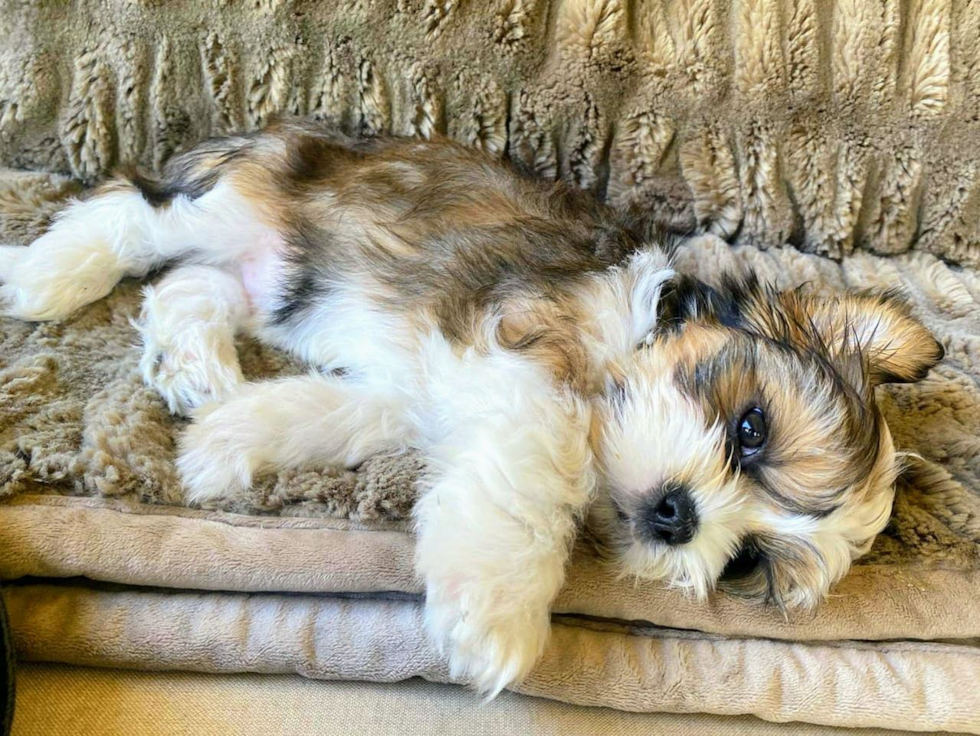 Funny Shih Tzu Purebred Pup