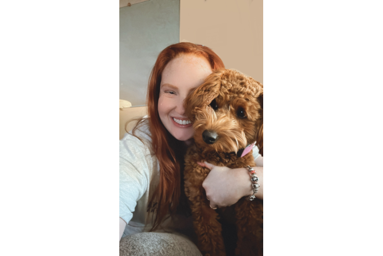 Mini Goldendoodle Pup Being Cute