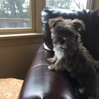 Little Yorkie Designer Pup