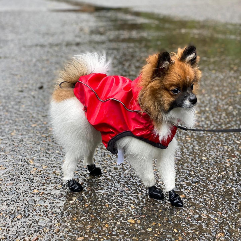 Pomeranian Being Cute