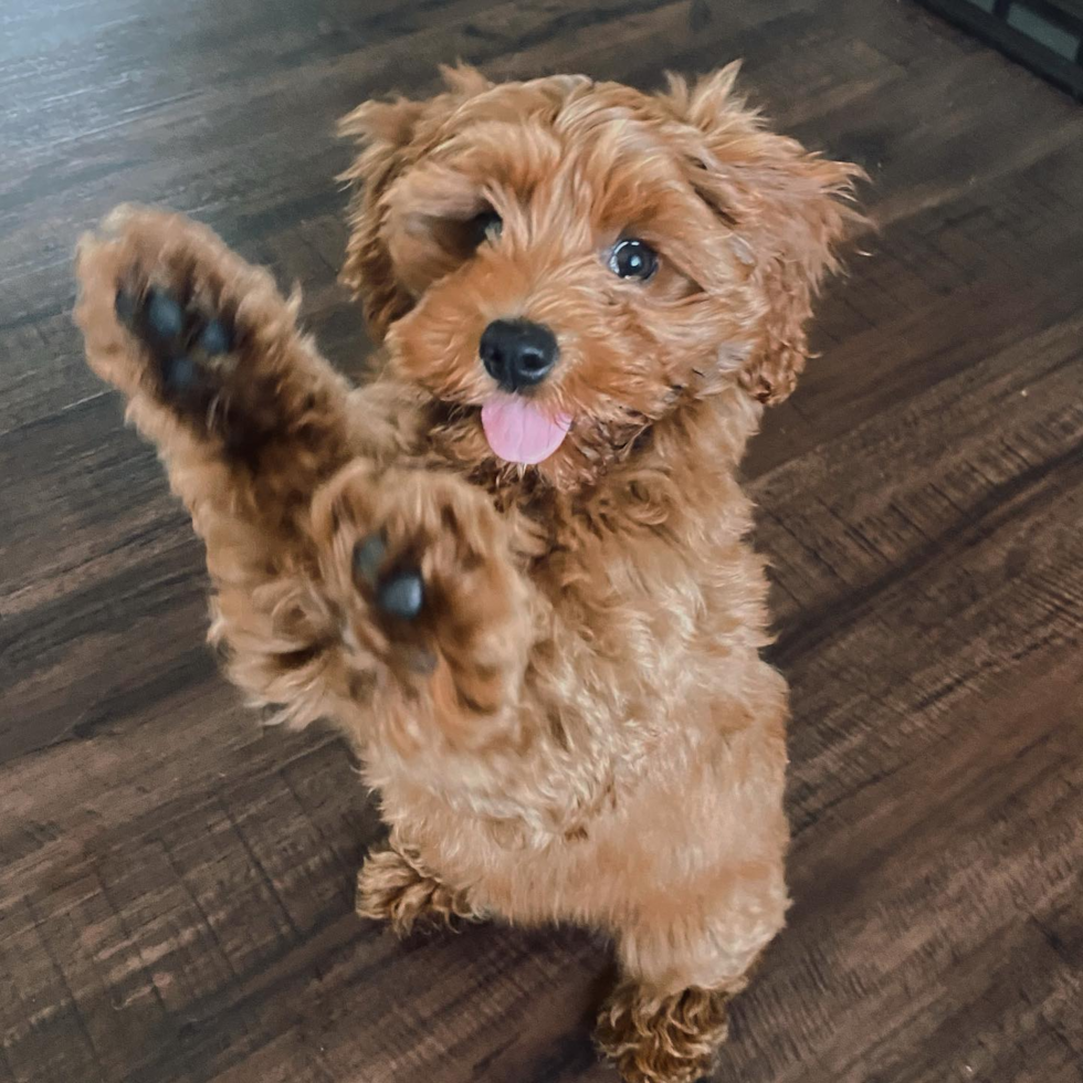 Hypoallergenic Cockerpoo Poodle Mix Pup