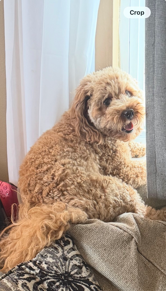 Cavapoo