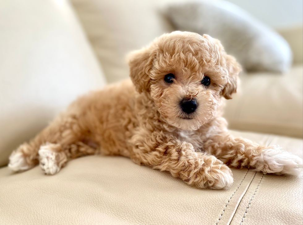 Sweet Poochon Pup in