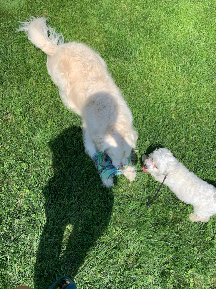 Friendly Maltese Pup