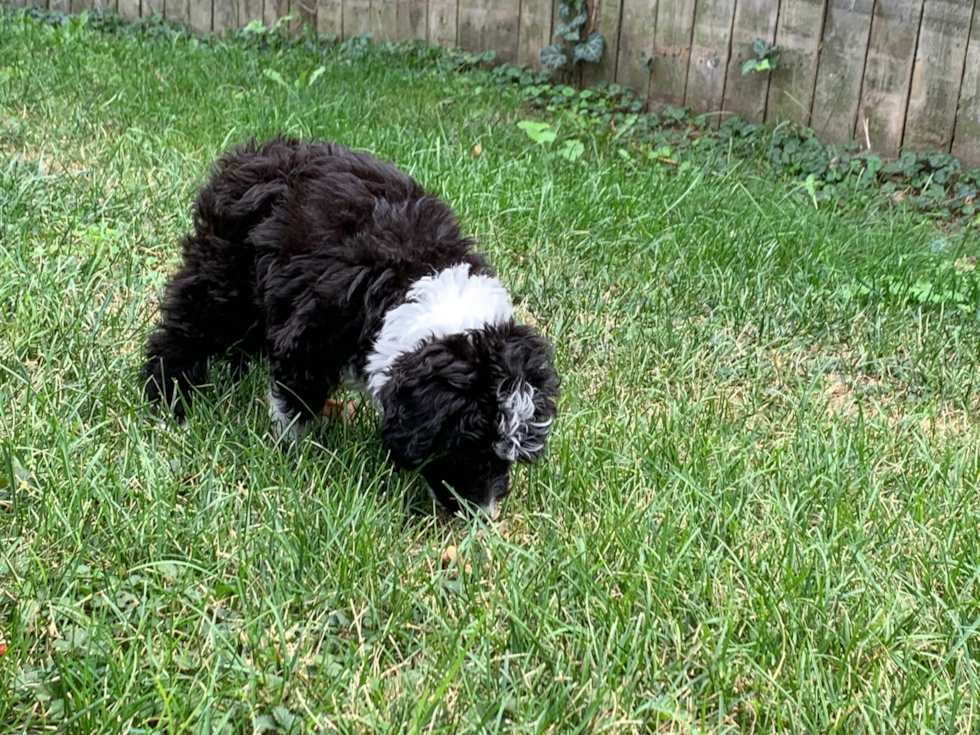 Hypoallergenic Aussiepoo Poodle Mix Pup