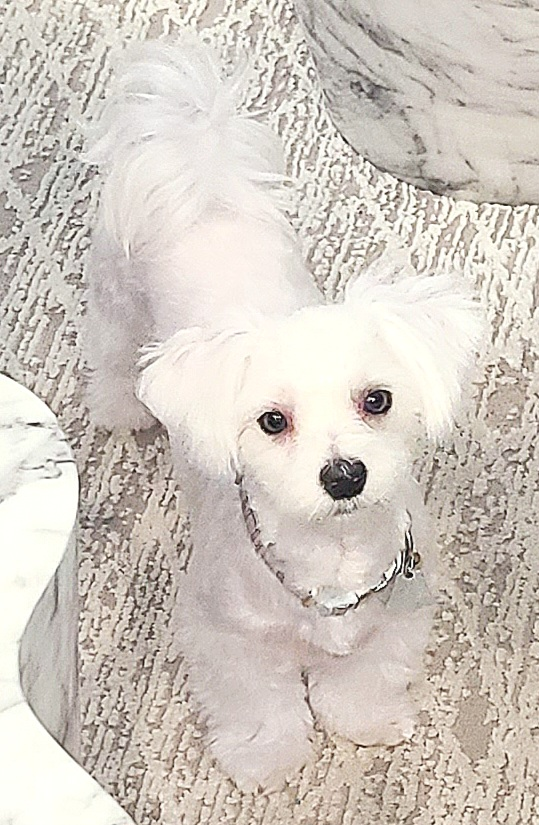 Maltese Puppy for Adoption