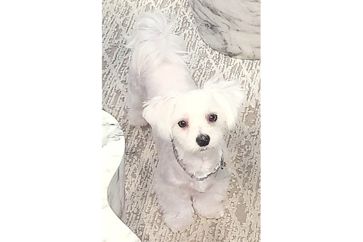 Maltese Puppy for Adoption