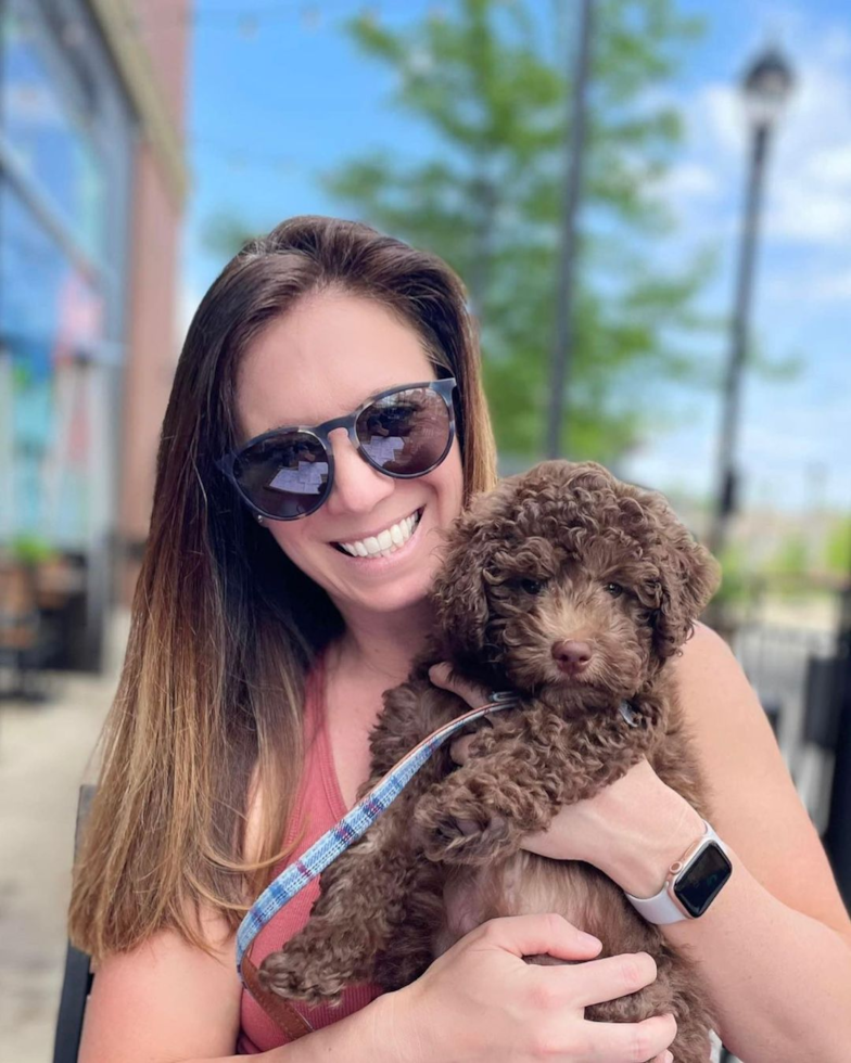 Smart Mini Labradoodle Poodle Mix Pup