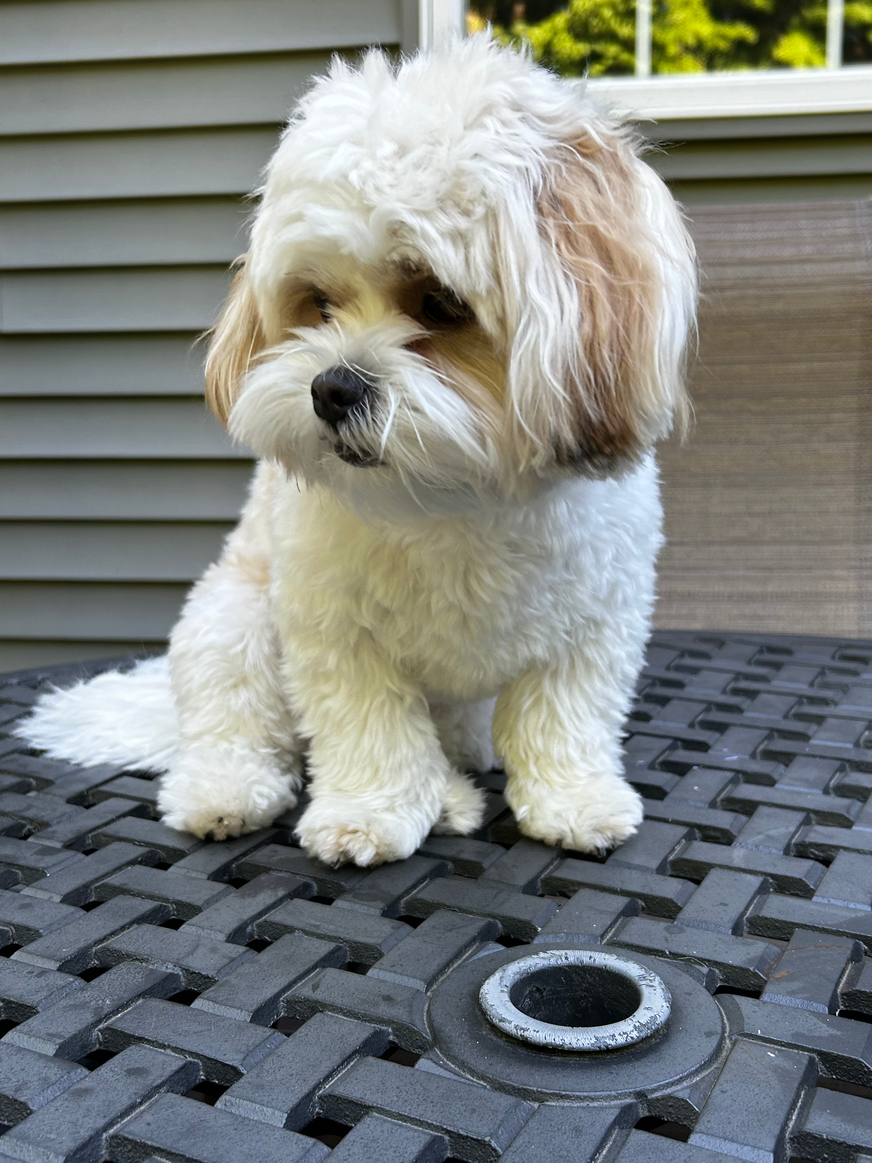 Teddy Bear Puppy for Adoption