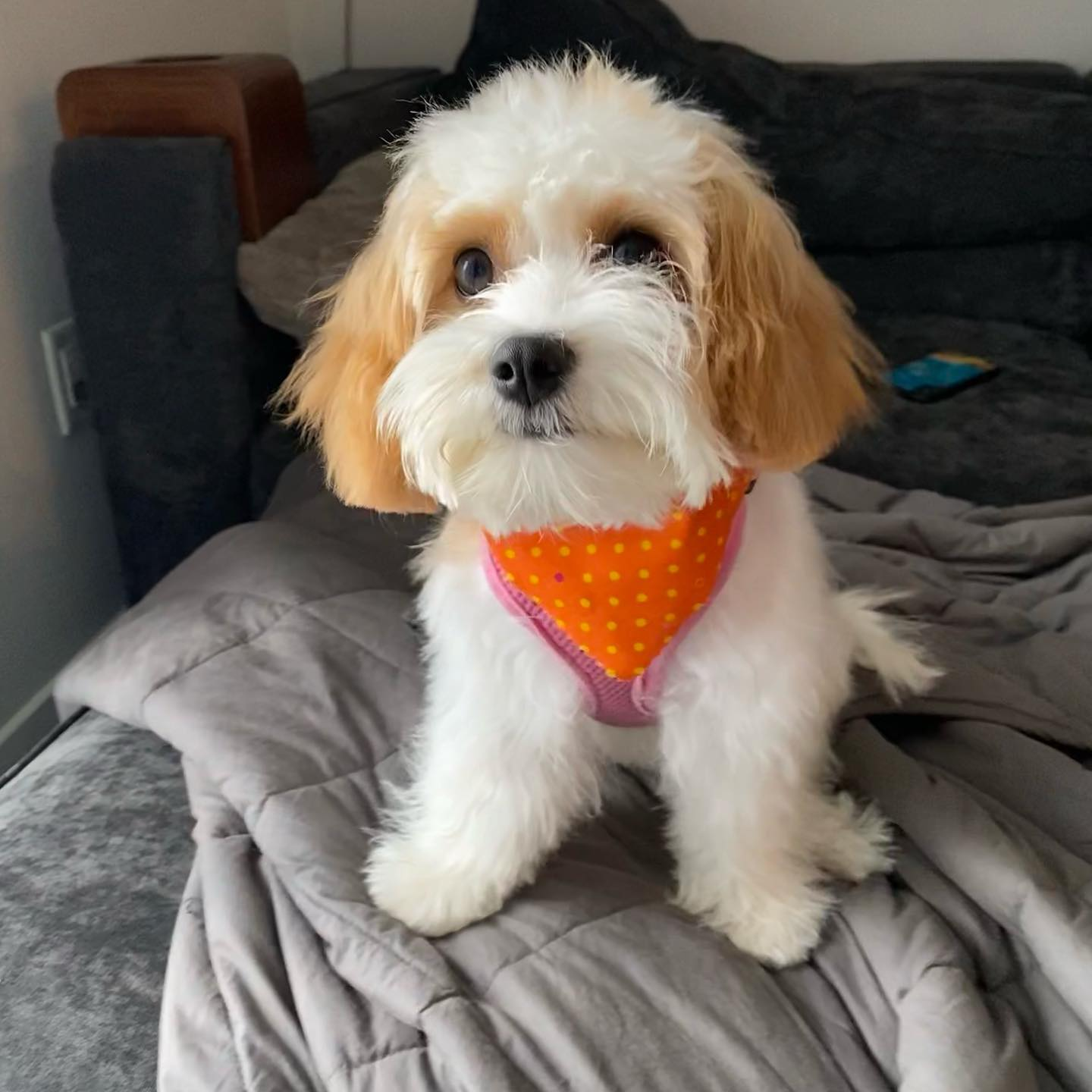 Friendly Cavachon Baby