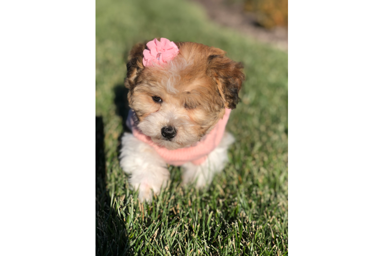 Havanese Puppy for Adoption