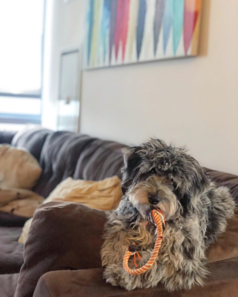 Friendly Mini Aussiedoodle Pup in Naperville IL