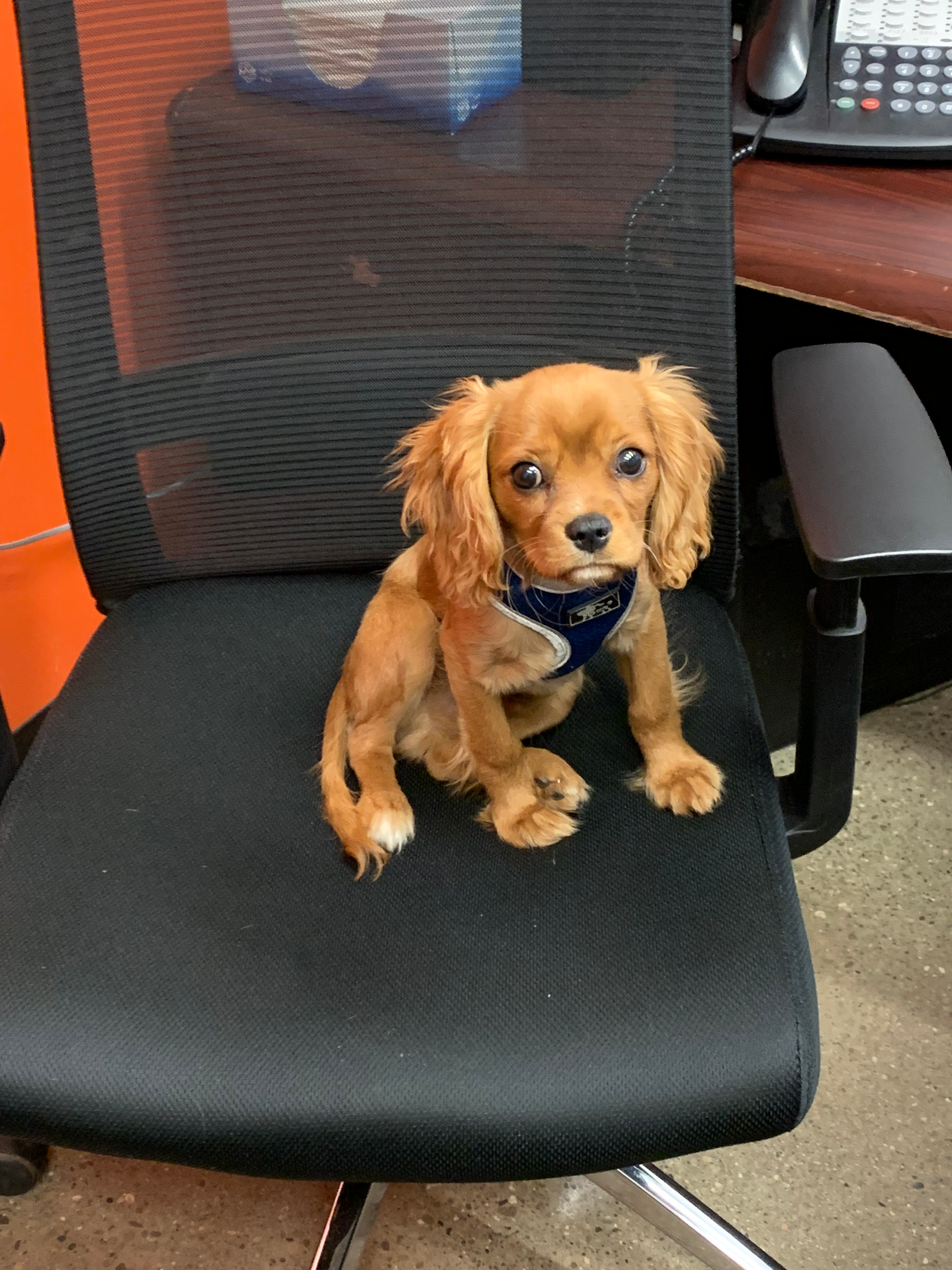 Funny Cavalier King Charles Spaniel Purebred Pup
