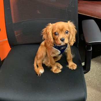 Energetic Cavalier King Charles Spaniel Pup in
