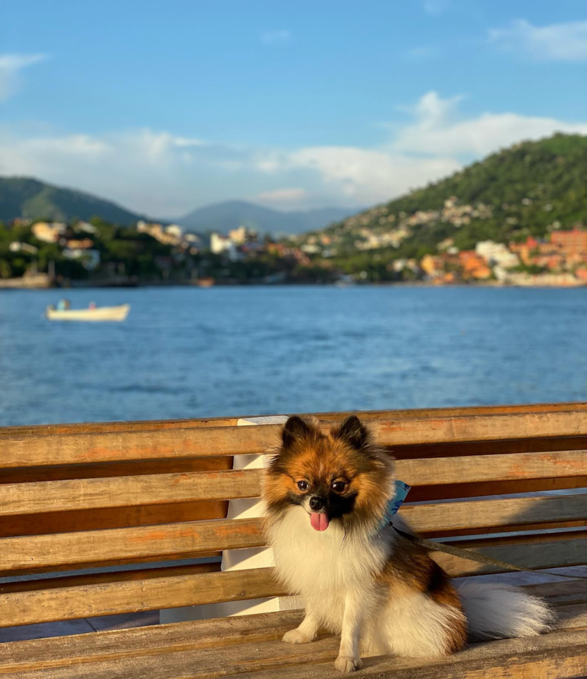Portland Pomeranian Pup
